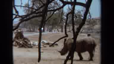 Laguna Hills California USA (1971): Rhino Roaming In A Safari
