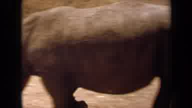 Laguna Hills California USA (1971): A Family Driving Through A Safari With A Giant