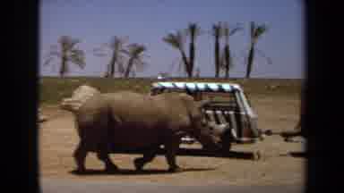 Laguna Hills California USA (1971): Rhinos Are So Bad After All