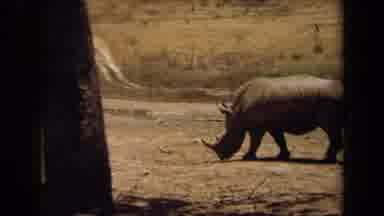 Laguna Hills California USA (1971): The Rhinoceros Are Walking Through The Land