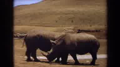 Laguna Hills California USA (1971): Two Rhinos Walk Slowly Near Each Other In Open