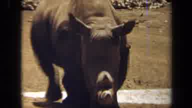 Laguna Hills California USA (1971): Rhinos Walking Near Water And Down Road In