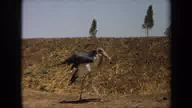 Laguna Hills California USA (1971): Stork Walking And Flying Around On Dirt Path
