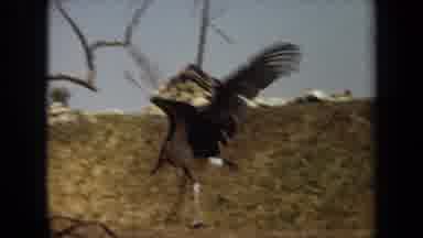 Laguna Hills California USA (1971): Stork Walks With Its Wings Spread Out To