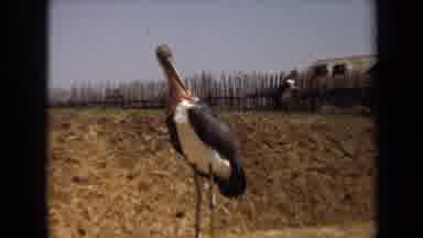 Laguna Hills California USA (1971): Large Bird Picks At Plumage On Farmland