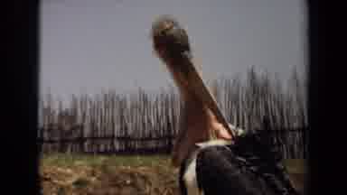 Laguna Hills California USA (1971): Bird Scratching An Itch
