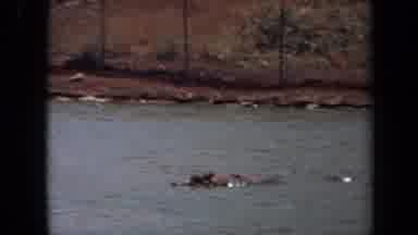 Laguna Hills California USA (1971): Hippopotamus In A Fast Flowing River Almost