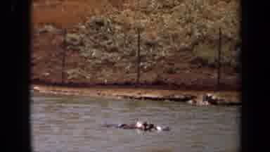 Laguna Hills California USA (1971): Hippo Lazing In The River Under The Sun During