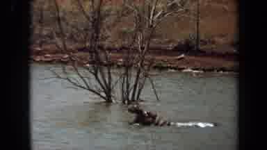 Laguna Hills California USA (1971): Hippo In The Middle Of The River Opening His