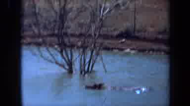Laguna Hills California USA (1971): Pat Pink Flamingos Walking Birds Submerged