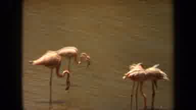 Laguna Hills California USA (1971): Four Pink Flamingos Drinking In A Brown River
