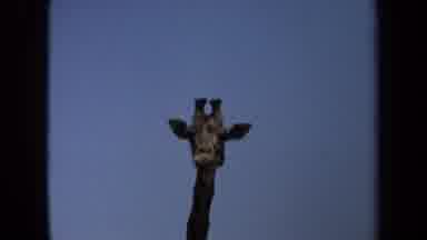 Laguna Hills California USA (1971): Large Grouping Of Giraffes Looking Over Their