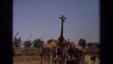 Laguna Hills California USA (1971): A Number Of Giraffes Huddled Together Eating