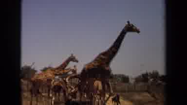 Laguna Hills California USA (1971): A Tower Of Giraffes Each Taking Turns Dipping