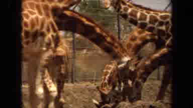 Laguna Hills California USA (1971): Many Giraffes Eating And Enjoying Their