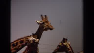 Laguna Hills California USA (1971): Three Giraffes Interact