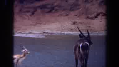 Laguna Hills California USA (1971): Eating Time Family Wildlife Animals