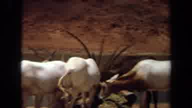 Laguna Hills California USA (1971): Group Of Antelope Eating Peacefully