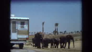 Laguna Hills California USA (1971): Animals Being Viewed In Their Natural Habitat