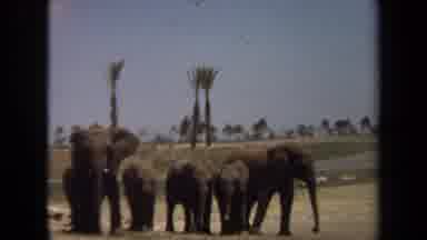 Laguna Hills California USA (1971): Adult Elephants And Calves Flapping Ears In