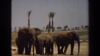 Laguna Hills California USA (1971): Having A New Friend Like Elephants Are Fun And