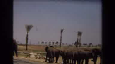LAGUNA HILLS CALIFORNIA USA-1971: A Group Of People In A Safari Watching The Elephants