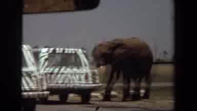 Laguna Hills California USA (1971): An Elephant Is Seen Standing Next To An Animal