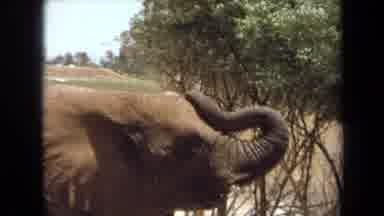 Laguna Hills California USA (1971): Three Adult Elephants Standing On Large Open