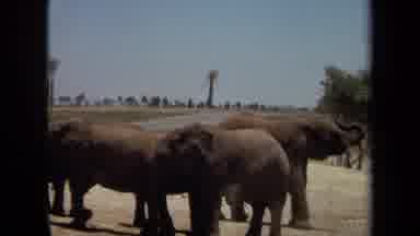 Laguna Hills California USA (1971): Herd Of Elephants And Zoo Employee Man Guiding