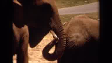 Laguna Hills California USA (1971): Elephants Are Like Us In So Many Ways