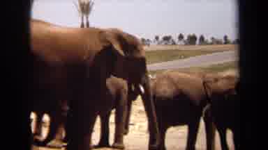 Laguna Hills California USA-1971: Large Elephant With Short Tusks Actively Swinging Trunk