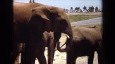 Laguna Hills California USA (1971): Elephant Grabs And Eats Snacks With Its Trunk