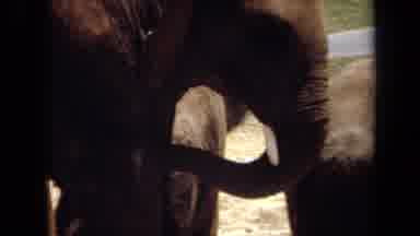 Laguna Hills California USA (1971): A Herd Of Elephants Playing In The Sunlight