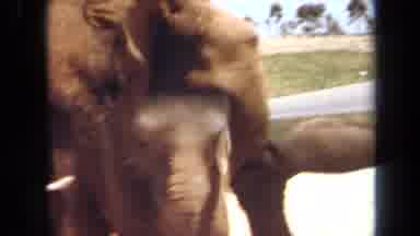 Laguna Hills California USA (1971): Elephants On River