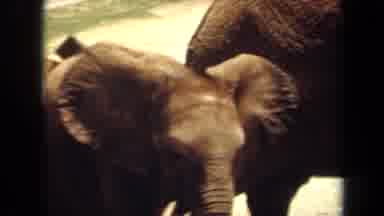 Laguna Hills California USA (1971): Adorable Baby Elephant Flapping Its Ears