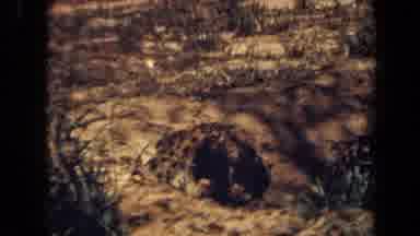 Laguna Hills California USA (1971): Family Of Leopards Relaxing Under The Shade Of