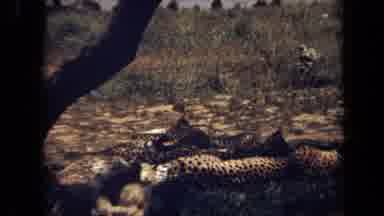 Laguna Hills California USA-1971: Spotted Cheetahs Napping Under A Tree