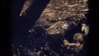 Laguna Hills California USA (1971): Cheetahs Or Leopards Sleeping And Resting