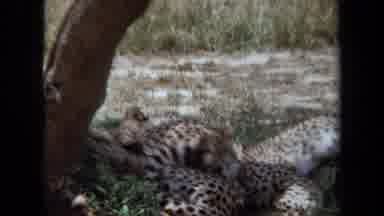 Laguna Hills California USA (1971): Many Leopards Are Laying Down Underneath A