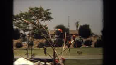 Laguna Hills California USA (1971): A Group Of Beautiful Parrots Sitting On A Tree