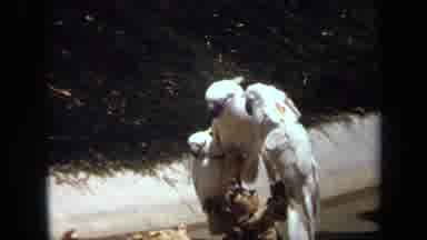 Laguna Hills California USA (1971): Three White Birds Standing On A Branch Above
