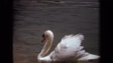 Laguna Hills California USA (1971): A White Swan Swims On A Lake Children Push