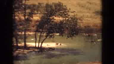 Laguna Hills California USA (1971): A View Of Some Antelopes Laying On A Small