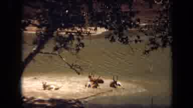 Laguna Hills California USA (1971): A Bunch Of Cars Driving By A Pond Where A Big