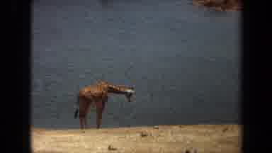 Laguna Hills California USA-1971: Giraffe Standing By A Watering Hole Starts To Drink