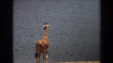Laguna Hills California USA (1971): A Giraffe In The Wild Is Near The Water Side