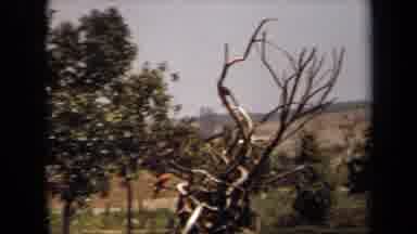 Laguna Hills California USA (1971): A Couple Of Parrots Climbing In Barren Tree In