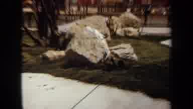 Laguna Hills California USA (1971): Unknown Limp Creature Found Pointing In A Hole