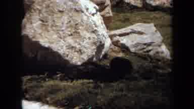 Laguna Hills California USA (1971): Animals In A Zoo Setting With Rocks And Grass