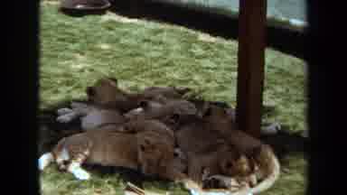 Laguna Hills California USA (1971): A Gorgeous Pride Of Cubs Sleeping In The Warm